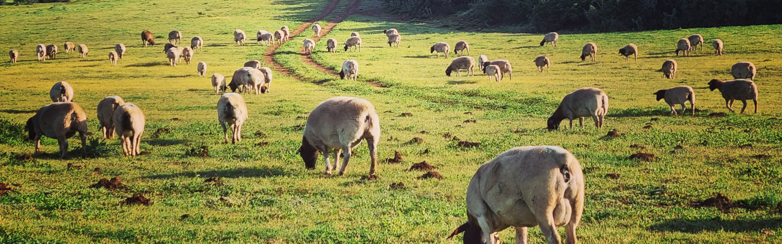 Sheep grazing in the field